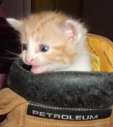 Cats