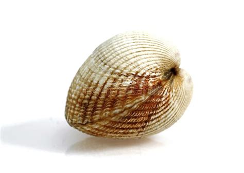 Common Cockle Cerastoderma Edule Shell Against White Background Stock