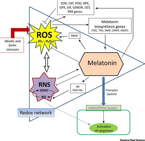 Melatonin Synthesis