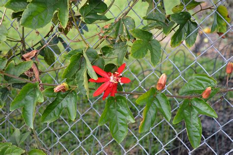 Passiflora Vitifolia Passifloraceae Image At Phytoimages Siu Edu