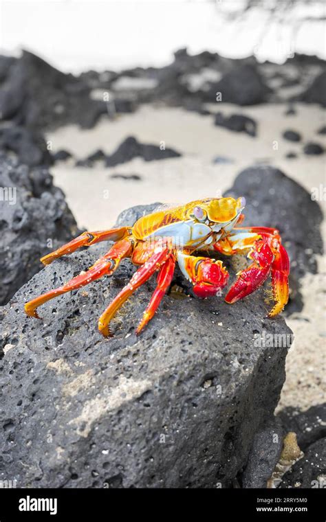 Close Up Photo Of A Sally Lightfoot Crab On A Volcanic Rock Selective