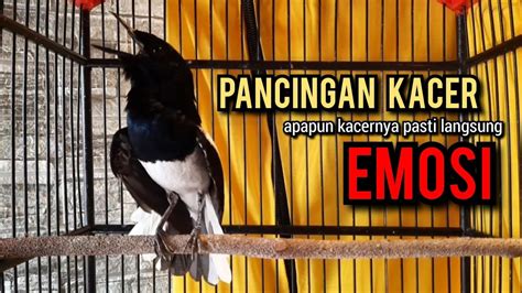 Kacer Gacor NGEPLONG TARUNG KONSLET Ngobra Ini Paling AMPUH Buat