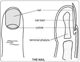 Toe Nail Removal Surgery India,Cost Toe Nail Removal Surgery ,Toe Nail ...