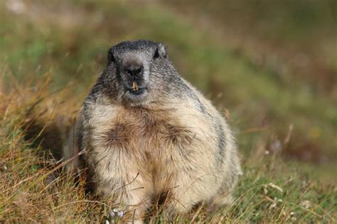 Alpine Marmot at Swiss Alps. Switzerland. Europe Stock Image - Image of ...