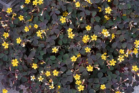 Oxalis Vulcanicola Burgundy Plant And Flower Stock Photography