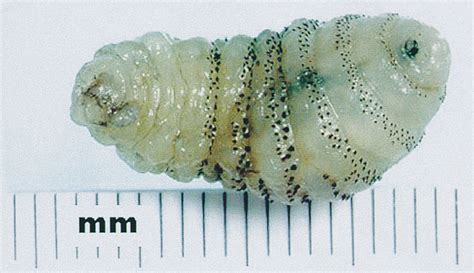 Pin by Martin Hamilton on Larvae | Bot fly, Larvae, Wikipedia