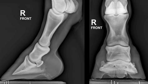 Equine Phalanges Diagram Quizlet