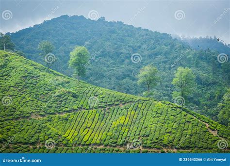 Tea Plantation in Cameron Highlands Stock Photo - Image of countryside ...