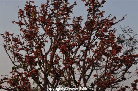 Palash Tree | Butea Monosperma | Dhak | Bastard Teak Tree