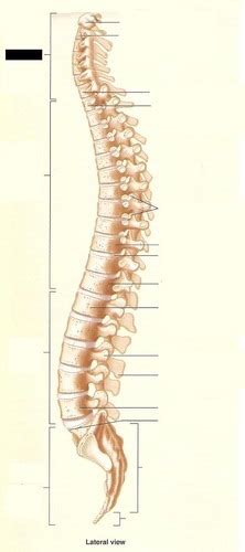 Blood Suppy To The Spinal Cord Typical Spinal Nerve Flashcards Quizlet