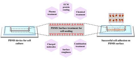 Biosensors Free Full Text Surface Modification Techniques For Endothelial Cell Seeding In