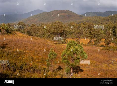 Temperate Rainforest Mountains Hills And Grassland Wilderness In