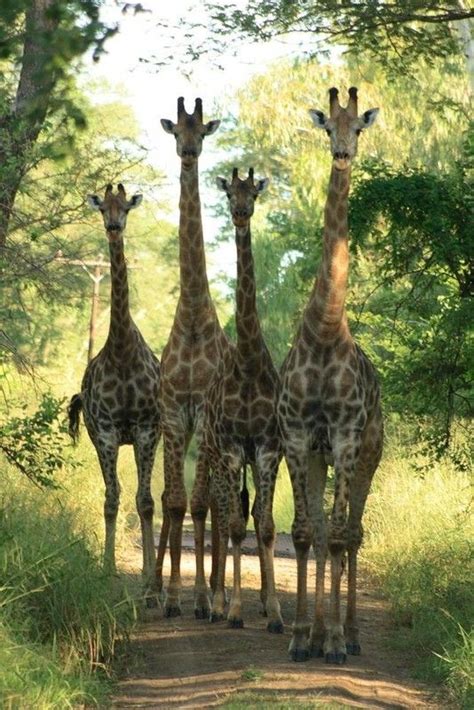 Giraffes 동물 사진 동물 기린