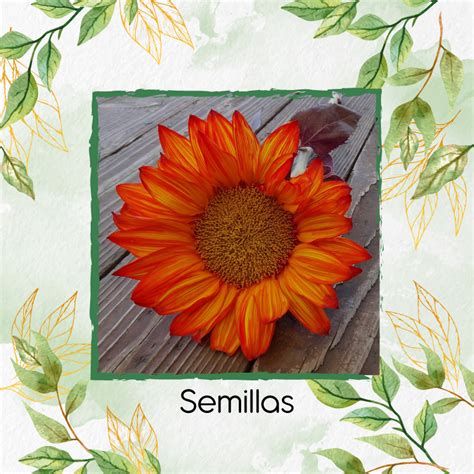 Semillas Org Nicas De Flor Girasol Naranja Rappi