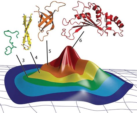 A Folding Fitness Peak Describing Relationships Of Protein Folding