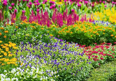 Flowers that come back every year 🌼 🌱 Discover perennials for a lasting ...