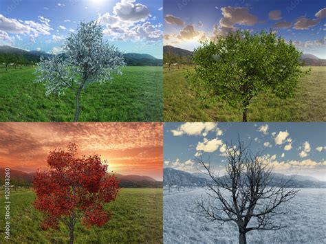 Vier Jahreszeiten Fr Hling Sommer Herbst Winter Baum Four Seasons Tree