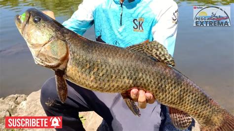 Tararira Tornasol Gigante En Uruguay Pesca Con Devolucion Pesca En