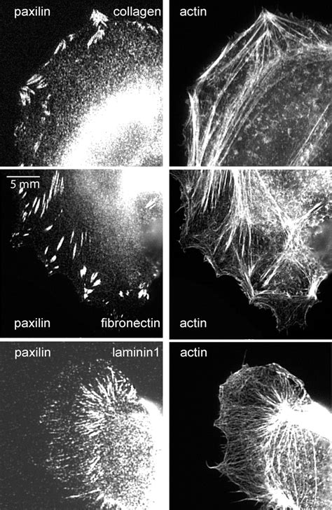 Focal Adhesions And F Actin On Different Types Of Ecm Paxillin And