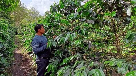 Varietas Ateng Super Jadi Idola Petani Kopi Gayo Di Aceh Tengah