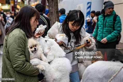 43 Dog C Section Stock Photos High Res Pictures And Images Getty Images