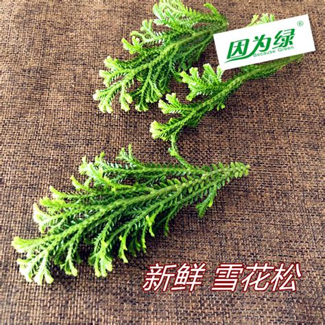 新鲜西餐摆盘装饰花草复活草卷柏盒装江浙沪皖5盒包邮虎窝淘