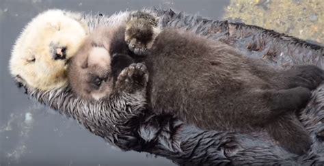 Une Maman Loutre C Line Son Petit Sur L Eau Video Francesoir