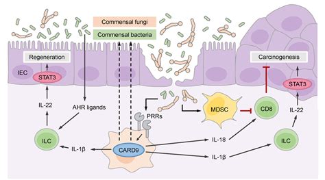 Figure 2 From Card9 Signaling In Intestinal Immune Homeostasis And