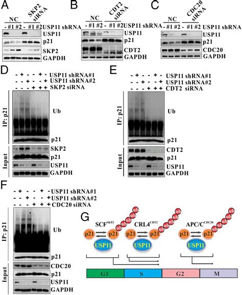 Deubiquitylation And Stabilization Of P By Usp Is Critical For Cell