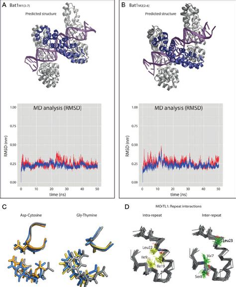 Homology models supported by molecular dynamics (MD) simulations of ...