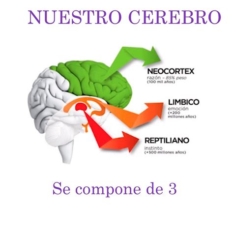 Cerebro Neoc Rtex Qu Es Partes Y Funciones Off