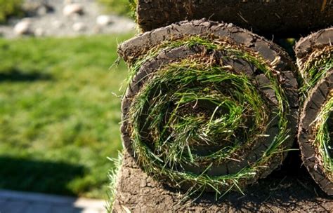 When To Fertilize New Sod Should You