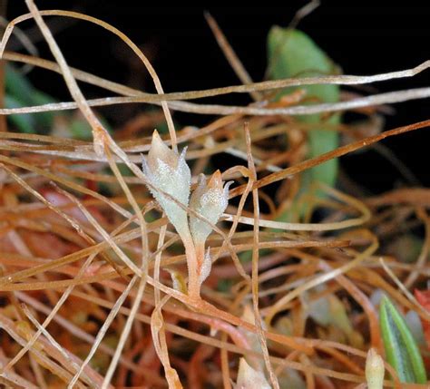 Cuscuta occidentalis - Burke Herbarium Image Collection