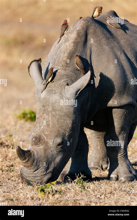 Red-billed oxpecker (Buphagus erythrorhynchus) on a white rhinoceros ...