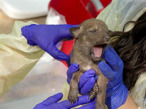 Nature Center Endangered Wolf Pups Doing Well