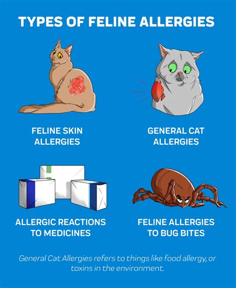 Benadryl for Cats: How Much and How Often? – Innovet Pet