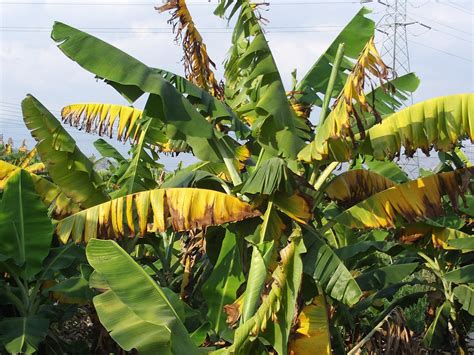 Plagas y Enfermedades del Cultivo del Plátano y como Combatirlas