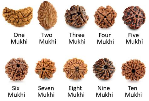 Different Types Of Rudraksha Beads And Their Benefits