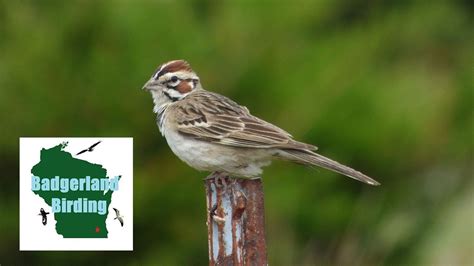 Birding Wisconsins Desert Spring Green Preserve Youtube