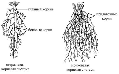 Birch Tree Root System Diagram Fletcher Photograph 29th