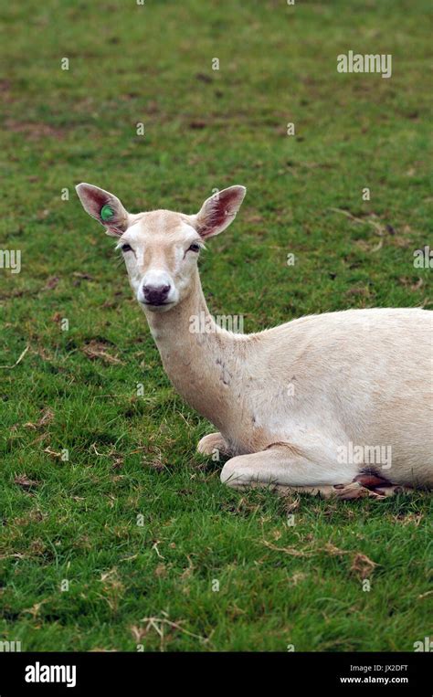 A Herd Of Single Fallow Deer At Prideaux Place In Padstow Cornwall Deer