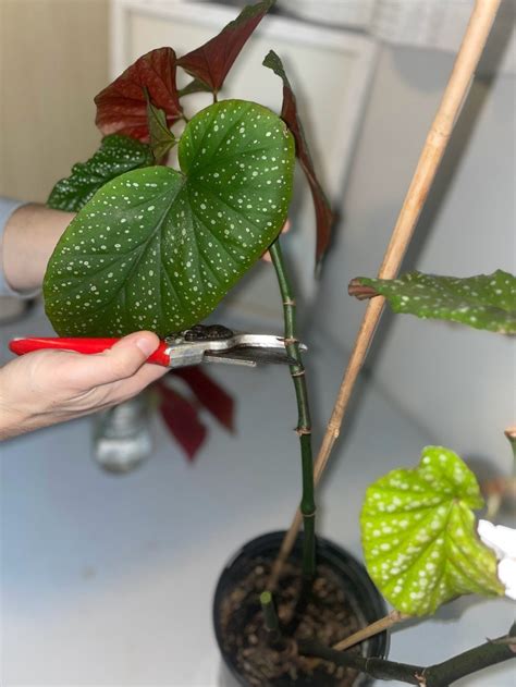 Begonia Maculata Propagation Multiply Your Maculata Effortlessly