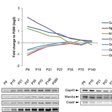 Relative Itraq Levels And Sds Page Immunoblot Analysis Of Selected