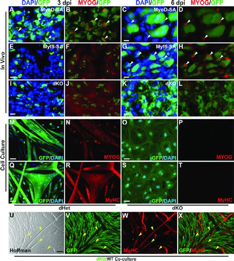 Dko Cells Exhibit A Block In Muscle Differentiation A L Expression Of