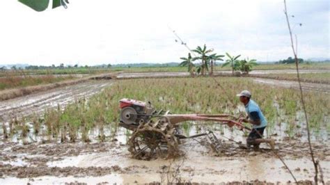 Dampak El Nino Kaltim Ganggu Produksi Padi Dan Turunkan Luasan Lahan