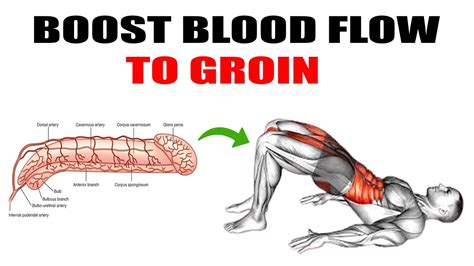 2 Exercises To Increase Blood Flow To Your Groin Area Youtube