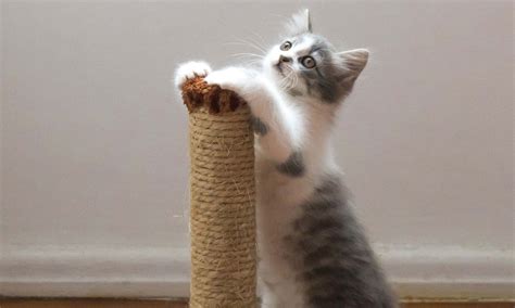 Cat Toys and How to Use Them - PAWS