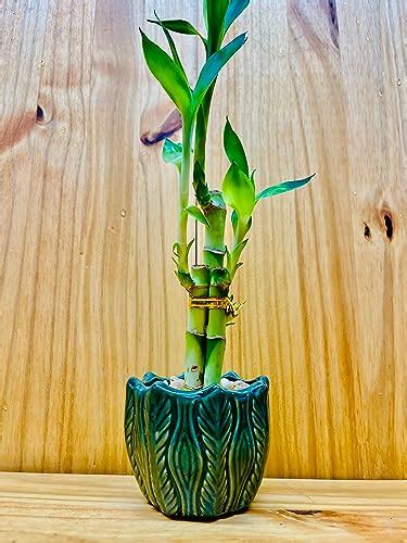 15 Incredible Lucky Bamboo Vase For 2023 CitizenSide