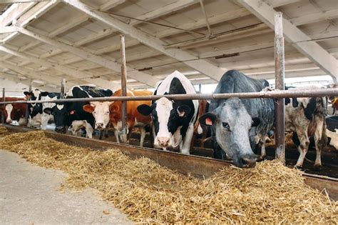 Vacas En El Establo Foto Premium