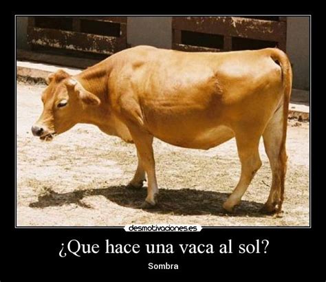 Imágenes Y Carteles De Vaca Pag 120 Desmotivaciones